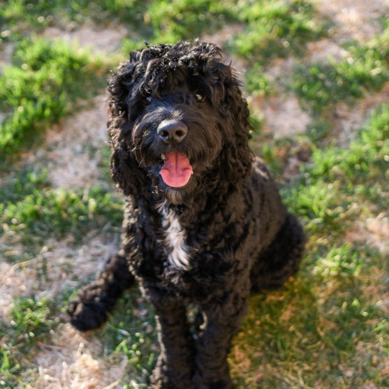 Portuguese Water Dog Breed Info